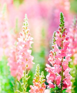 Fotooboi Cvety (100)